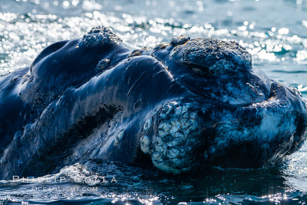 Southern right whale rostrum, showing callosities and whale lice, Eubalaena australis, Argentina. Puerto Piramides, Chubut, Eubalaena australis, natural history stock photograph, photo id 35992