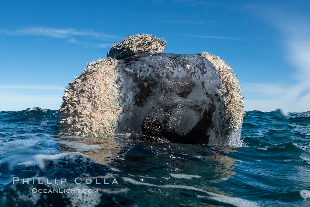 Southern right whale rostrum, showing callosities and whale lice, Eubalaena australis, Argentina. Puerto Piramides, Chubut, Eubalaena australis, natural history stock photograph, photo id 35967