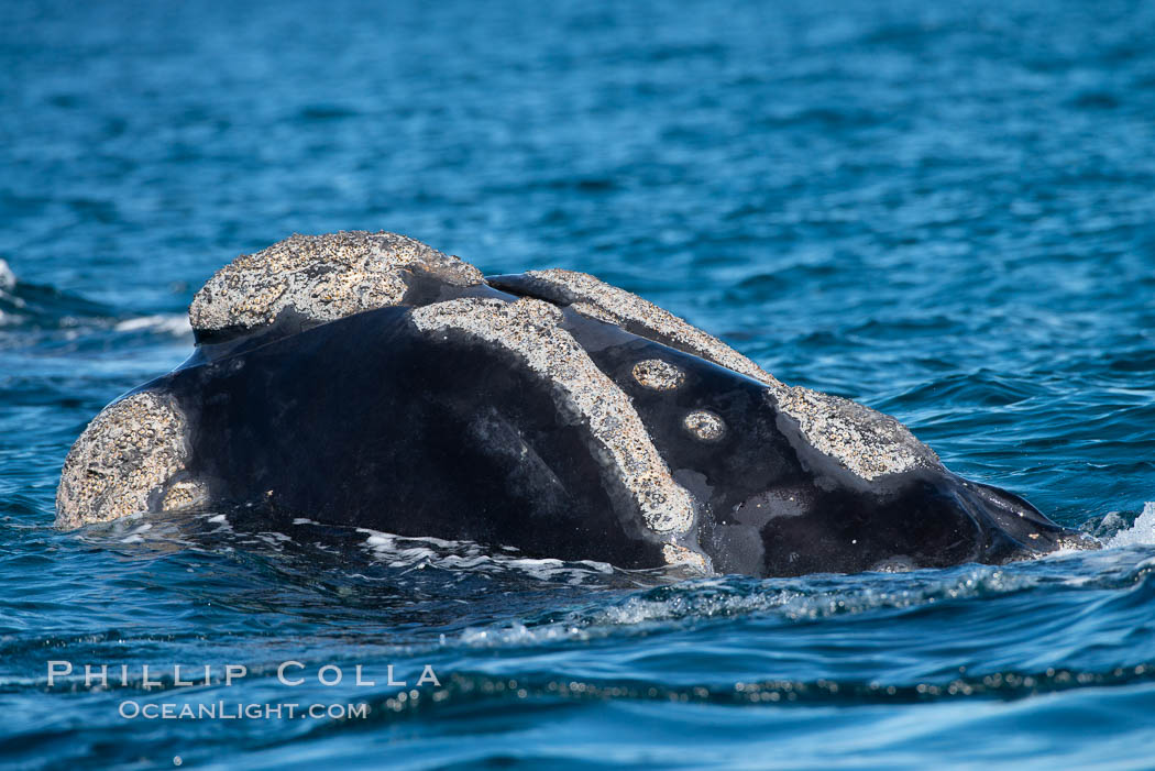 Southern right whale rostrum, showing callosities and whale lice, Eubalaena australis, Argentina. Puerto Piramides, Chubut, Eubalaena australis, natural history stock photograph, photo id 35991