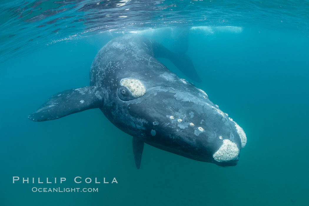 Southern right whale underwater, Eubalaena australis, Argentina, Eubalaena australis, Puerto Piramides, Chubut