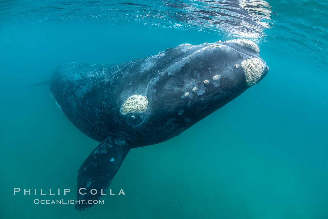 Southern right whale underwater, Eubalaena australis, Argentina. Puerto Piramides, Chubut, Eubalaena australis, natural history stock photograph, photo id 35914