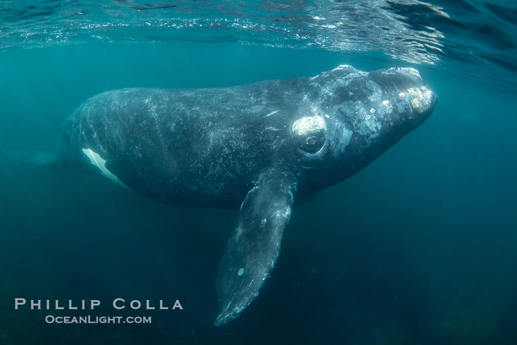 Southern right whale underwater, Eubalaena australis, in Golfo Nuevo, Peninsula Valdes, Argentina. By permission of the Government of Argentina, Chubut, permit # 51 / 2025-SsCyA., Eubalaena australis, natural history stock photograph, photo id 41230