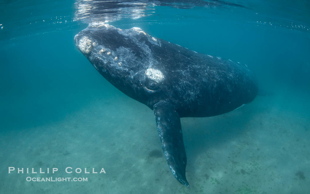 Southern right whale underwater, Eubalaena australis, in Golfo Nuevo, Peninsula Valdes, Argentina. By permission of the Government of Argentina, Chubut, permit # 51 / 2025-SsCyA., Eubalaena australis, natural history stock photograph, photo id 41258