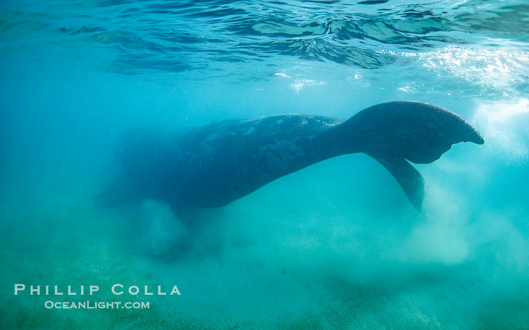 Southern right whale underwater, Eubalaena australis, in Golfo Nuevo, Peninsula Valdes, Argentina. By permission of the Government of Argentina, Chubut, permit # 51 / 2025-SsCyA., Eubalaena australis, natural history stock photograph, photo id 41274