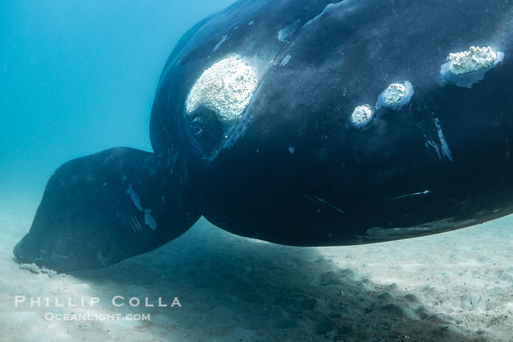 Southern right whale underwater, Eubalaena australis, in Golfo Nuevo, Peninsula Valdes, Argentina. By permission of the Government of Argentina, Chubut, permit # 51 / 2025-SsCyA., Eubalaena australis, natural history stock photograph, photo id 41220