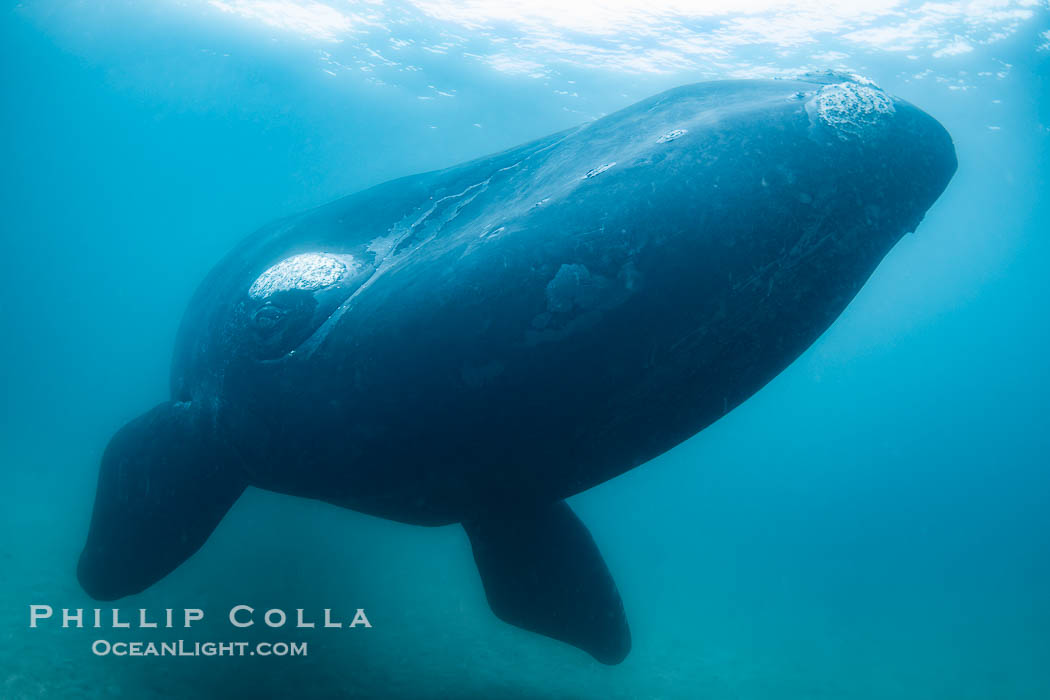 Southern right whale underwater, Eubalaena australis, in Golfo Nuevo, Peninsula Valdes, Argentina. By permission of the Government of Argentina, Chubut, permit # 51 / 2025-SsCyA., Eubalaena australis, natural history stock photograph, photo id 41224
