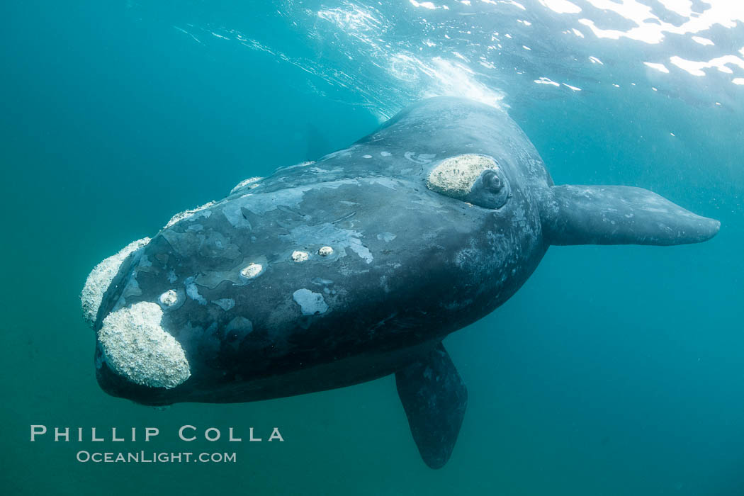 Southern right whale underwater, Eubalaena australis, Argentina. Puerto Piramides, Chubut, Eubalaena australis, natural history stock photograph, photo id 35911