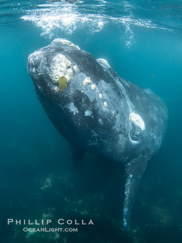 Southern right whale underwater, Eubalaena australis, in Golfo Nuevo, Peninsula Valdes, Argentina. By permission of the Government of Argentina, Chubut, permit # 51 / 2025-SsCyA, Eubalaena australis, Puerto Piramides Southern right whale underwater, Eubalaena australis, in Golfo Nuevo, Peninsula Valdes, Argentina. By permission of the Government of Argentina, Chubut, permit # 51 / 2025-SsCyA, Eubalaena australis, Puerto Piramides