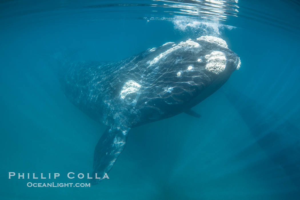 Southern right whale underwater, Eubalaena australis, in Golfo Nuevo, Peninsula Valdes, Argentina. By permission of the Government of Argentina, Chubut, permit # 51 / 2025-SsCyA., Eubalaena australis, natural history stock photograph, photo id 41211