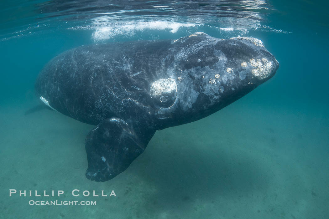 Southern right whale underwater, Eubalaena australis, in Golfo Nuevo, Peninsula Valdes, Argentina. By permission of the Government of Argentina, Chubut, permit # 51 / 2025-SsCyA., Eubalaena australis, natural history stock photograph, photo id 41259