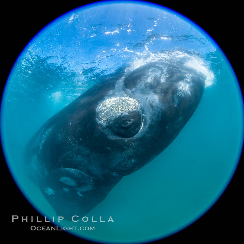 Southern right whale underwater, Eubalaena australis, Argentina. Puerto Piramides, Chubut, Eubalaena australis, natural history stock photograph, photo id 35909