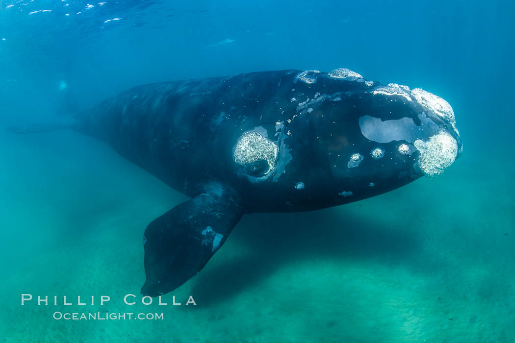 Southern right whale underwater, Eubalaena australis, Argentina. Puerto Piramides, Chubut, Eubalaena australis, natural history stock photograph, photo id 35929