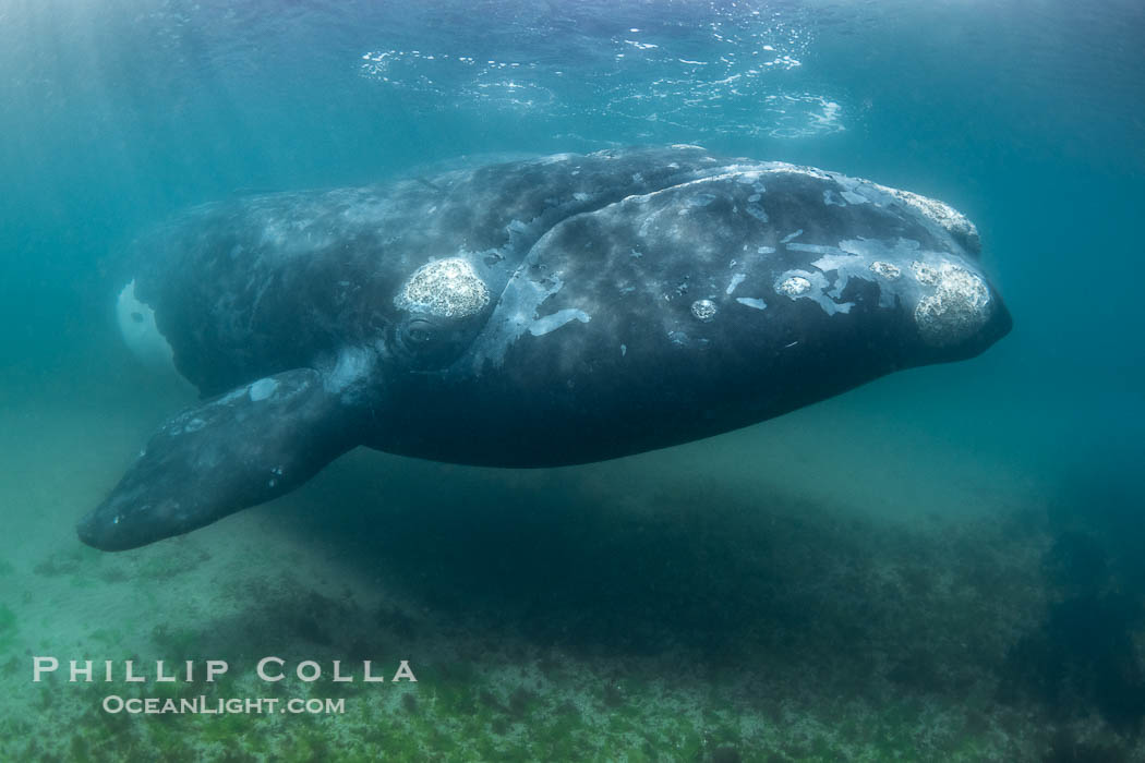 Southern right whale underwater, Eubalaena australis, in Golfo Nuevo, Peninsula Valdes, Argentina. By permission of the Government of Argentina, Chubut, permit # 51 / 2025-SsCyA., Eubalaena australis, natural history stock photograph, photo id 41209