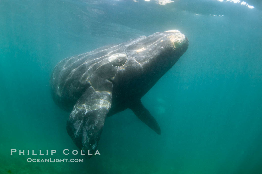 Southern right whale underwater, Eubalaena australis, Patagonia. Puerto Piramides, Chubut, Argentina, Eubalaena australis, natural history stock photograph, photo id 38346