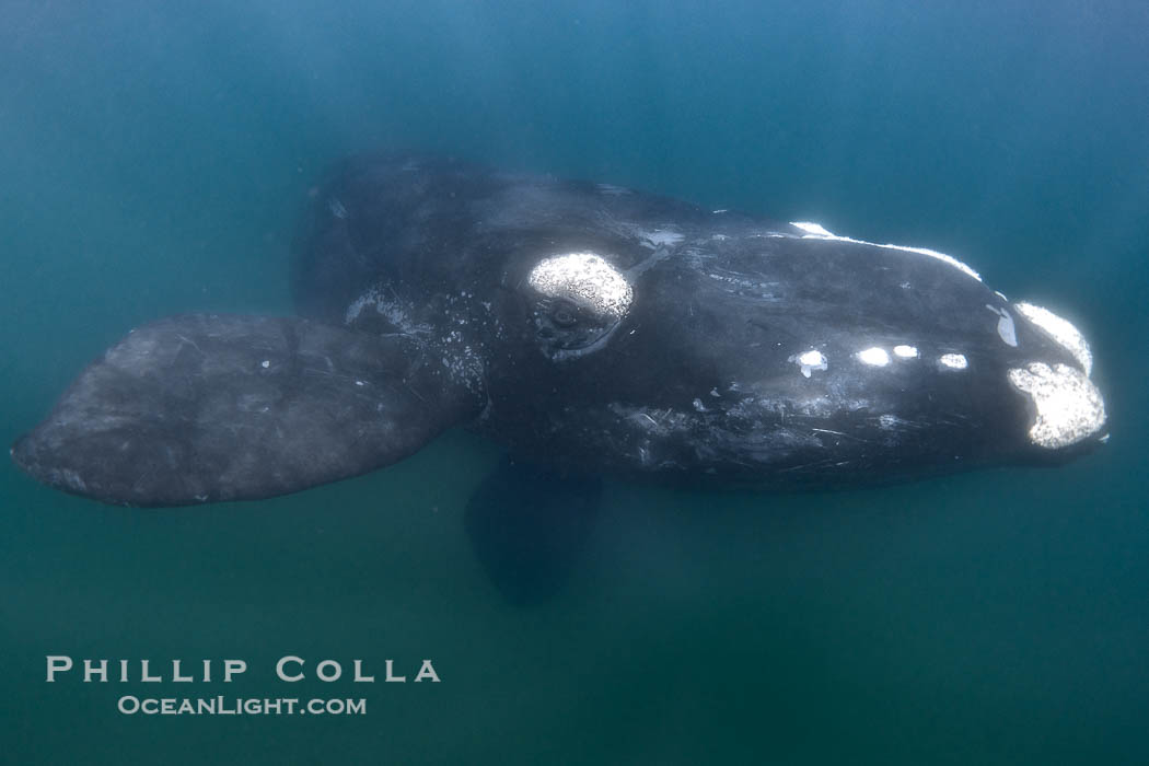 Southern right whale underwater, Eubalaena australis, Patagonia. Puerto Piramides, Chubut, Argentina, Eubalaena australis, natural history stock photograph, photo id 38404