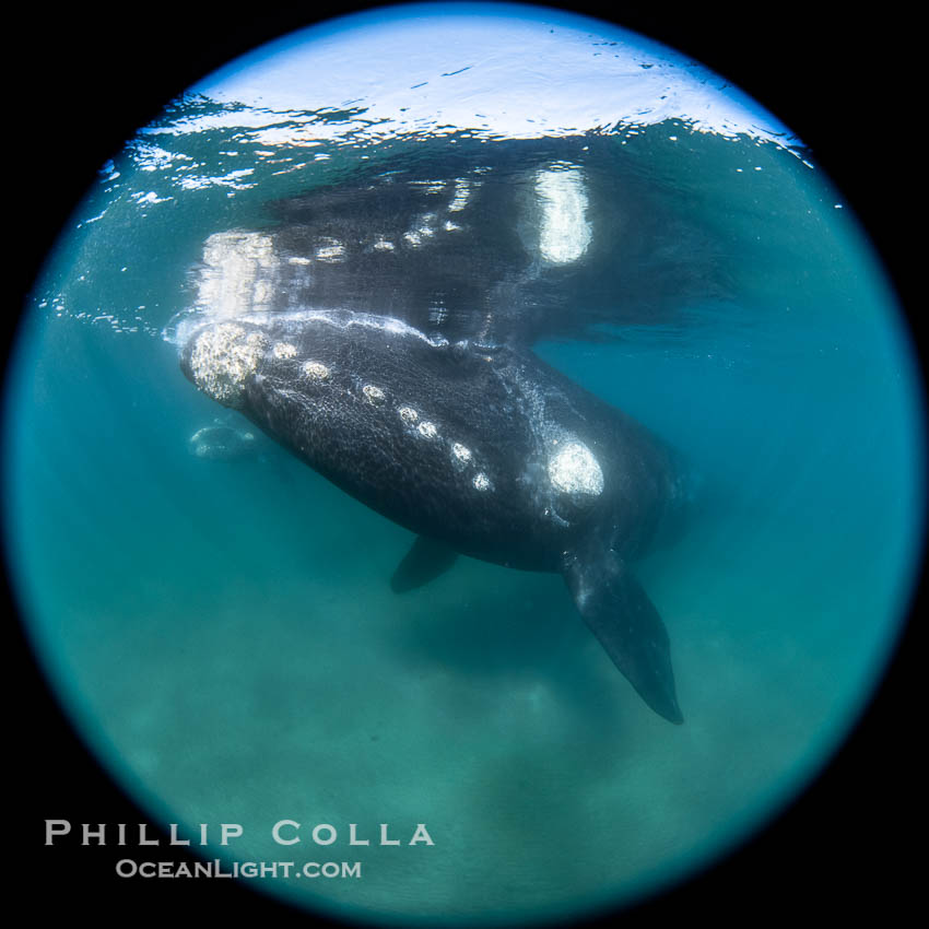 Southern right whale underwater, Eubalaena australis, Patagonia, Eubalaena australis, Puerto Piramides, Chubut, Argentina