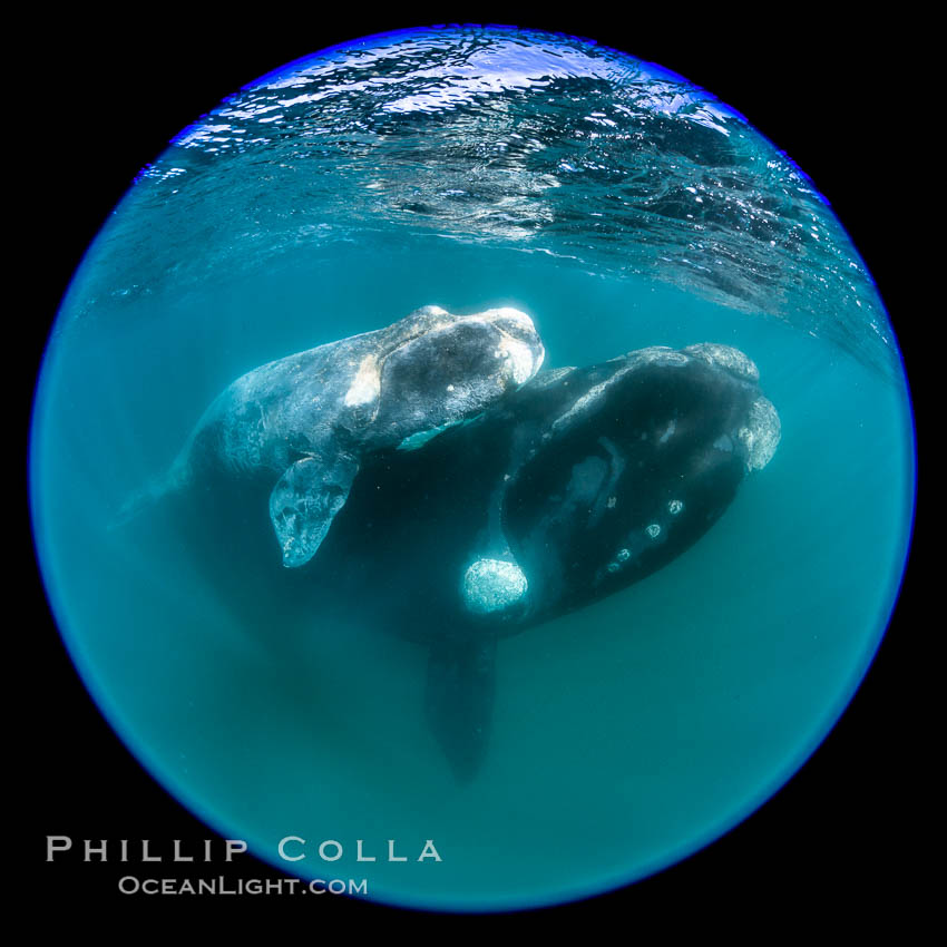 Southern right whale mother and calf underwater, Eubalaena australis, Argentina, Eubalaena australis, Puerto Piramides, Chubut