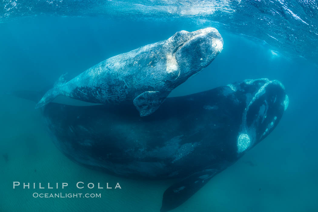 Southern right whale mother and calf underwater, Eubalaena australis, Argentina. Puerto Piramides, Chubut, Eubalaena australis, natural history stock photograph, photo id 35990