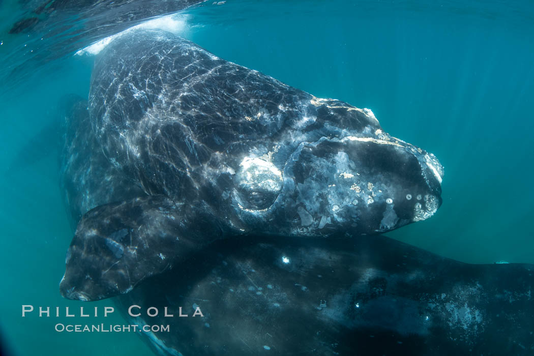 Southern right whale mother and calf underwater, Eubalaena australis, Argentina. Puerto Piramides, Chubut, natural history stock photograph, photo id 36002