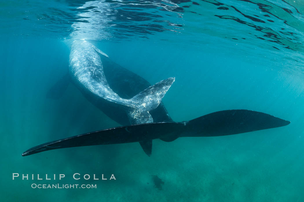 Southern right whale mother and calf underwater, Eubalaena australis, Argentina. Puerto Piramides, Chubut, Eubalaena australis, natural history stock photograph, photo id 35964