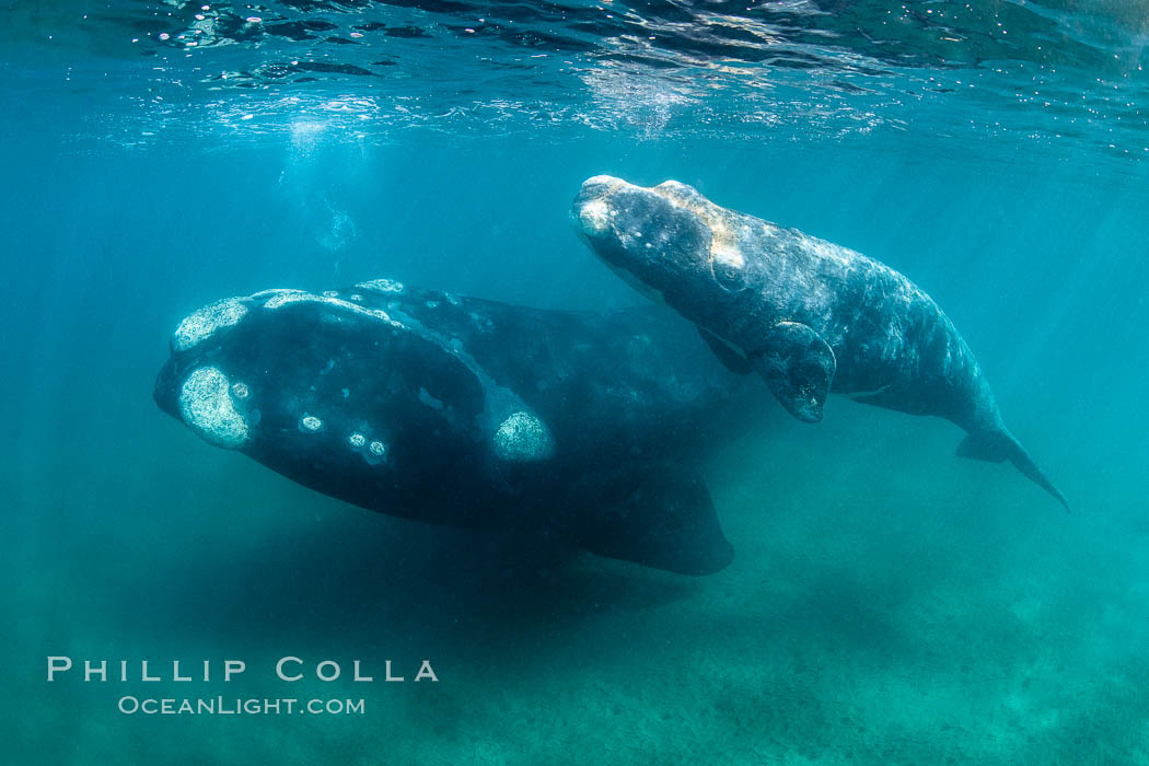 Southern right whale mother and calf underwater, Eubalaena australis, Argentina, Eubalaena australis, Puerto Piramides, Chubut