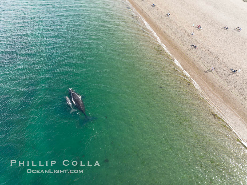 Southern right whales very close to shore, people watching from the beach, aerial photo, Playa El Doradillo, Patagonia, Argentina. Puerto Piramides, Chubut, Eubalaena australis, natural history stock photograph, photo id 38286
