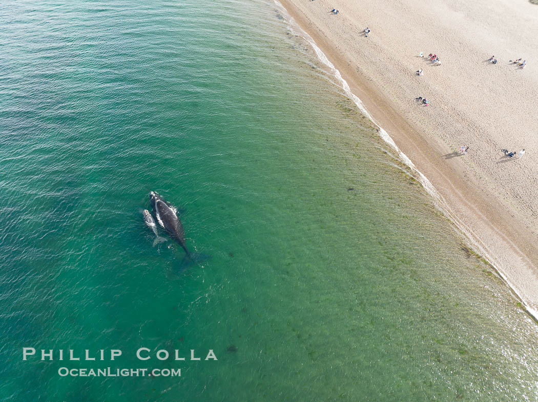 Southern right whales very close to shore, people watching from the beach, aerial photo, Playa El Doradillo, Patagonia, Argentina. Puerto Piramides, Chubut, Eubalaena australis, natural history stock photograph, photo id 38286