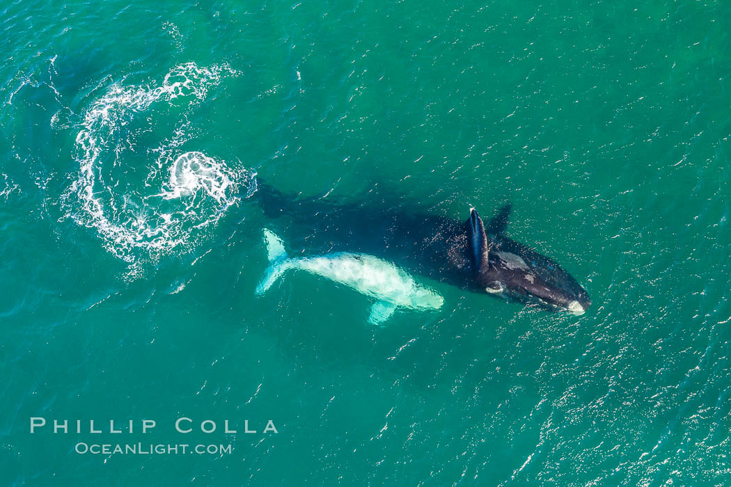 Southern right whale mother and calf in shallow water, aerial photo, Patagonia, Argentina. Puerto Piramides, Chubut, Eubalaena australis, natural history stock photograph, photo id 35958