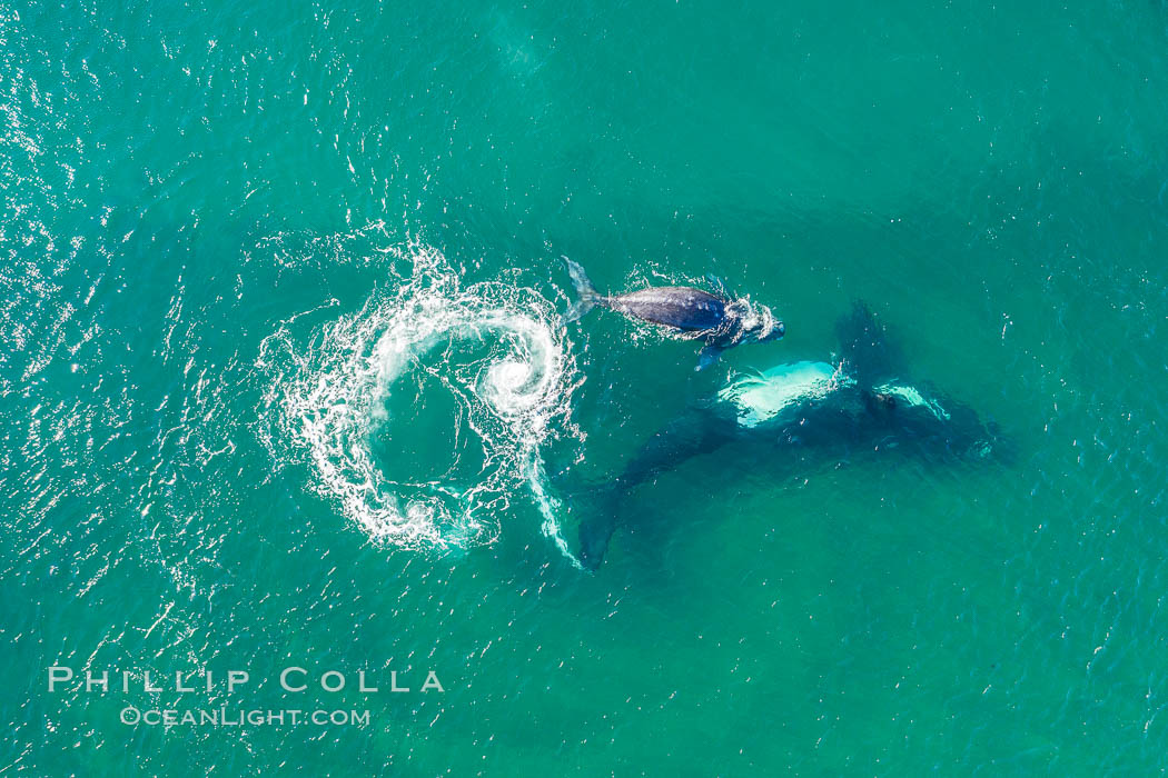 Southern right whale mother and calf in shallow water, aerial photo, Patagonia, Argentina. Puerto Piramides, Chubut, Eubalaena australis, natural history stock photograph, photo id 35974