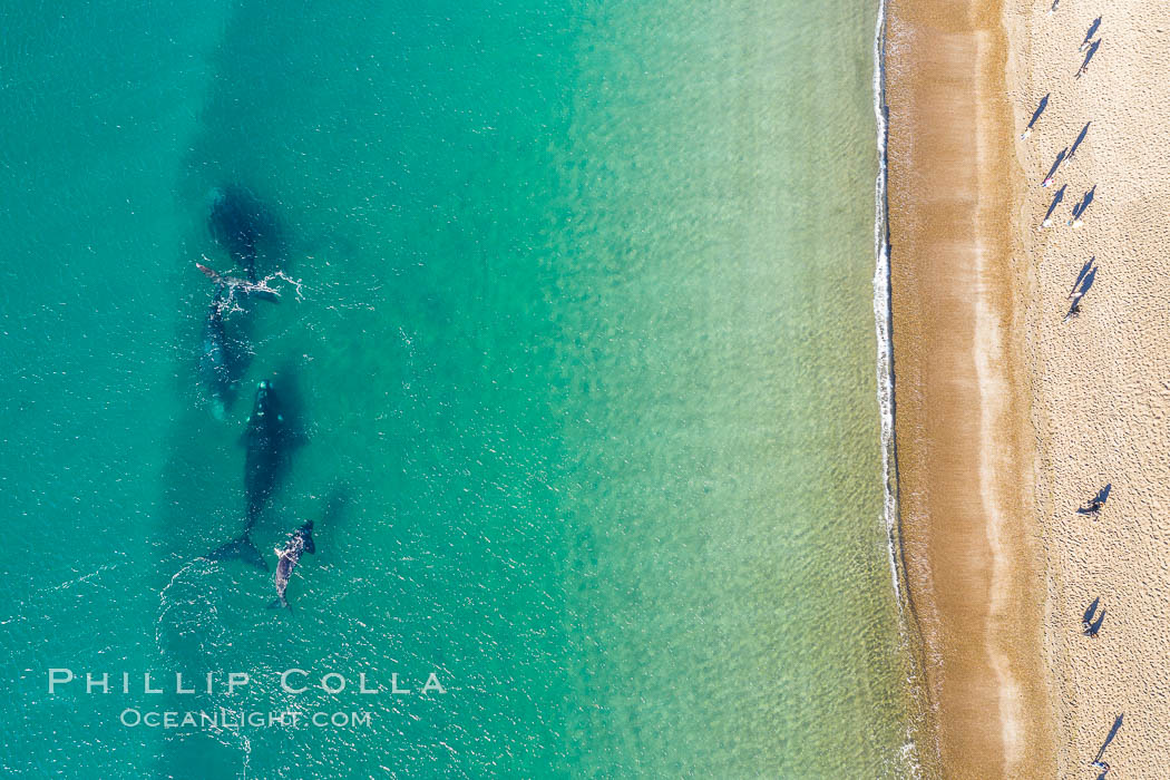 Southern right whales very close to shore, people watching from the beach, aerial photo, Patagonia, Argentina. Puerto Piramides, Chubut, Eubalaena australis, natural history stock photograph, photo id 35975