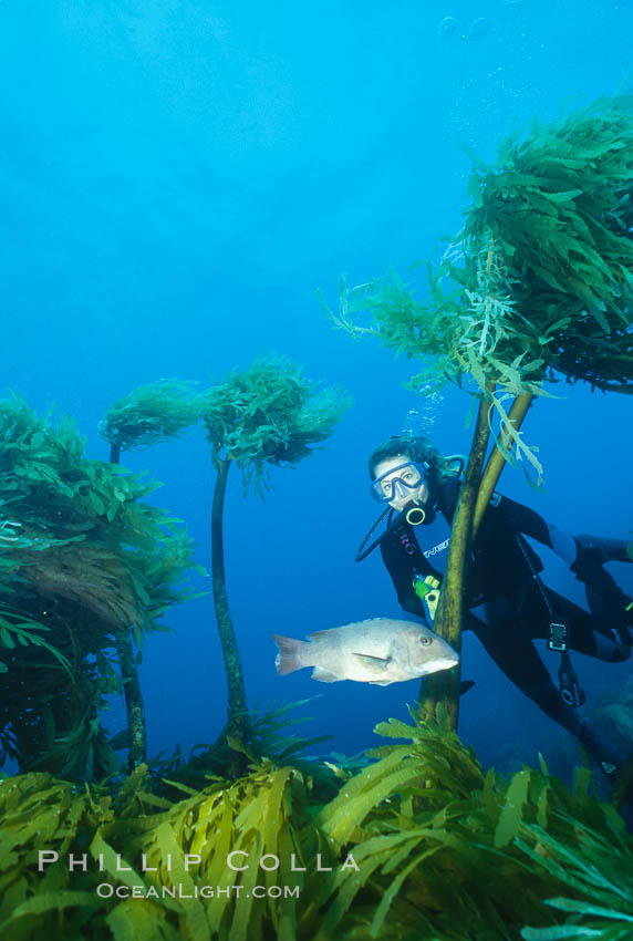 Diver and sheephead amidst giant palm kelp. Southern sea palm. Guadalupe Island (Isla Guadalupe), Baja California, Mexico, Eisenia arborea, natural history stock photograph, photo id 00612