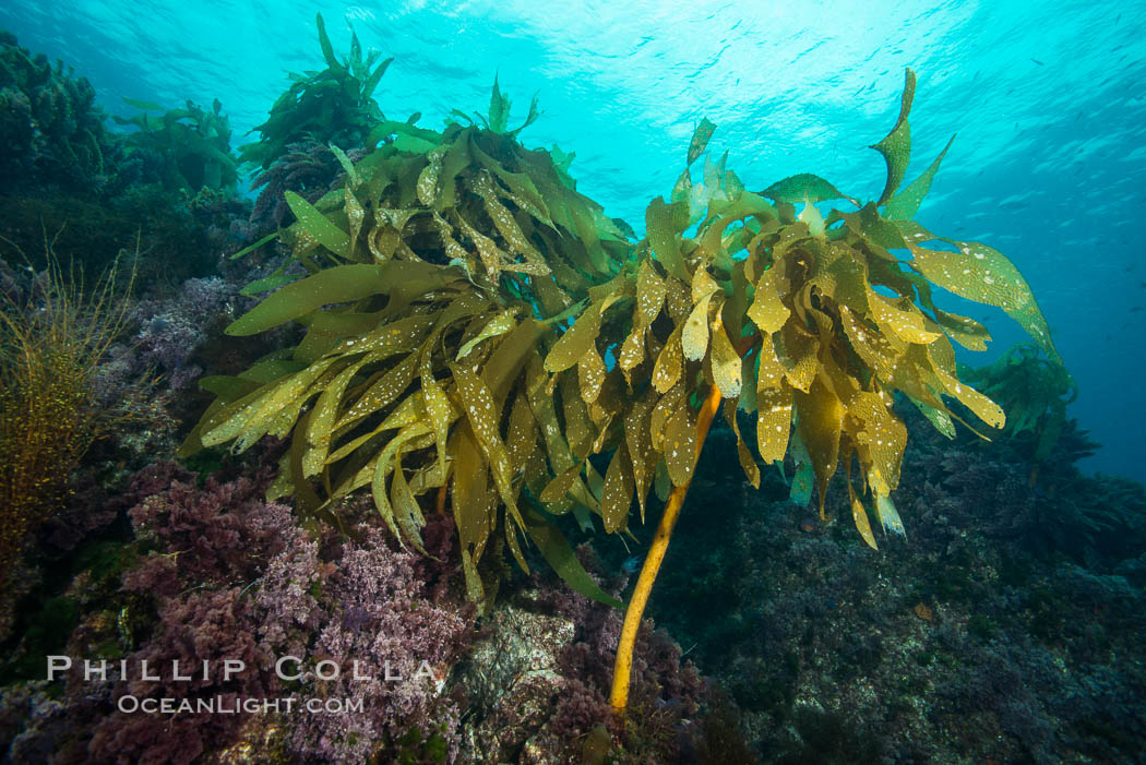 Southern sea palm, palm kelp, underwater, San Clemente Island. California, USA, Eisenia arborea, natural history stock photograph, photo id 30868
