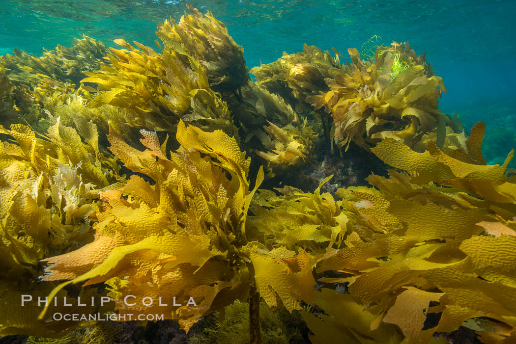 Southern sea palm, palm kelp, underwater, San Clemente Island. California, USA, Eisenia arborea, natural history stock photograph, photo id 30919