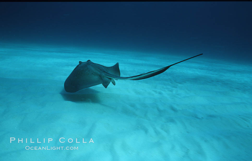 Southern stingray. Bahamas, Dasyatis americana, natural history stock photograph, photo id 06114