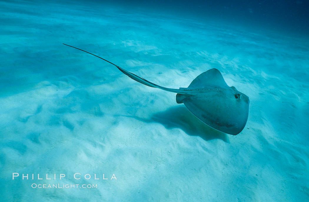 Southern stingray. Bahamas, Dasyatis americana, natural history stock photograph, photo id 00311