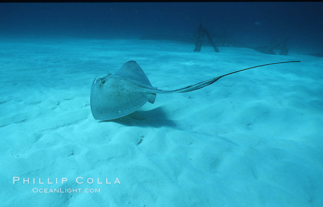 Southern stingray. Bahamas, Dasyatis americana, natural history stock photograph, photo id 06117