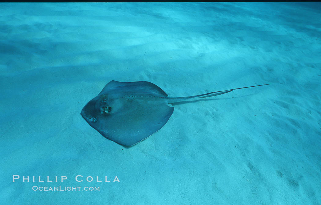 Southern stingray. Bahamas, Dasyatis americana, natural history stock photograph, photo id 06116