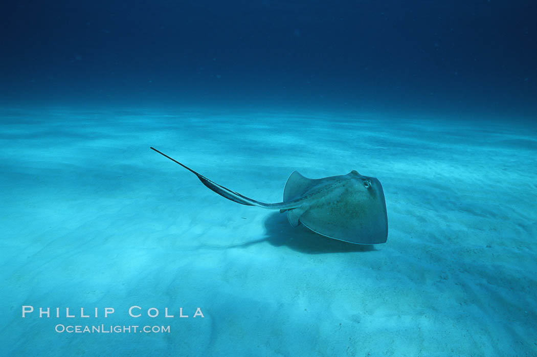 Southern stingray. Bahamas, Dasyatis americana, natural history stock photograph, photo id 05003