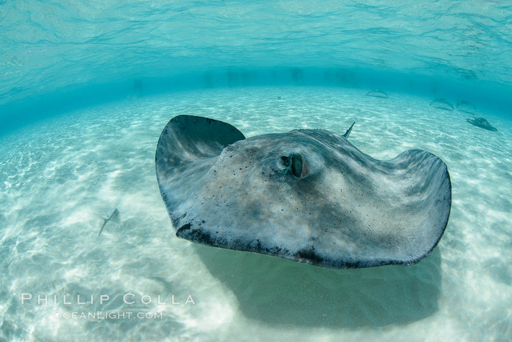 Southern Stingray, Stingray City, Grand Cayman Island. Cayman Islands, Dasyatis americana, natural history stock photograph, photo id 32062