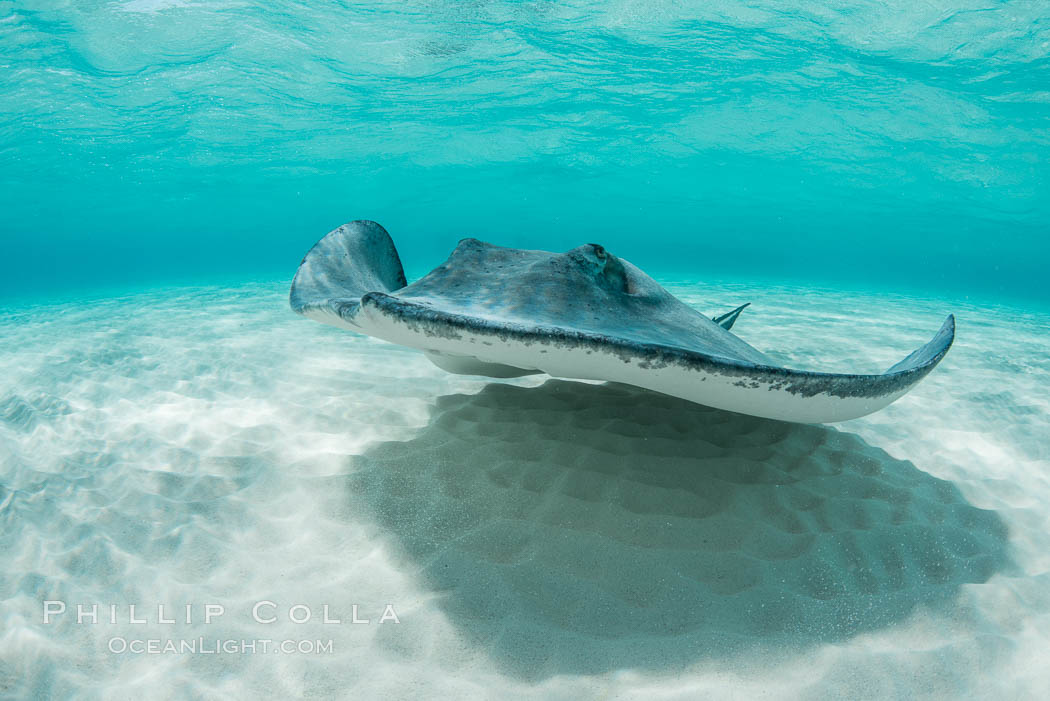 Southern Stingray, Stingray City, Grand Cayman Island. Cayman Islands, Dasyatis americana, natural history stock photograph, photo id 32082