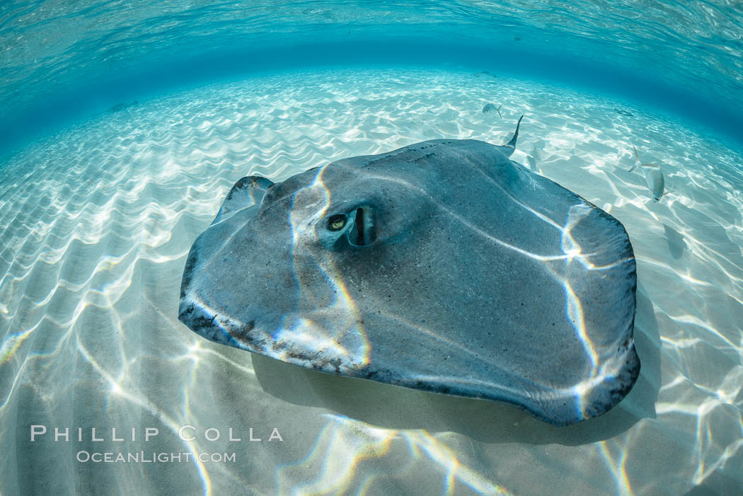 Southern Stingray, Stingray City, Grand Cayman Island. Cayman Islands, Dasyatis americana, natural history stock photograph, photo id 32090