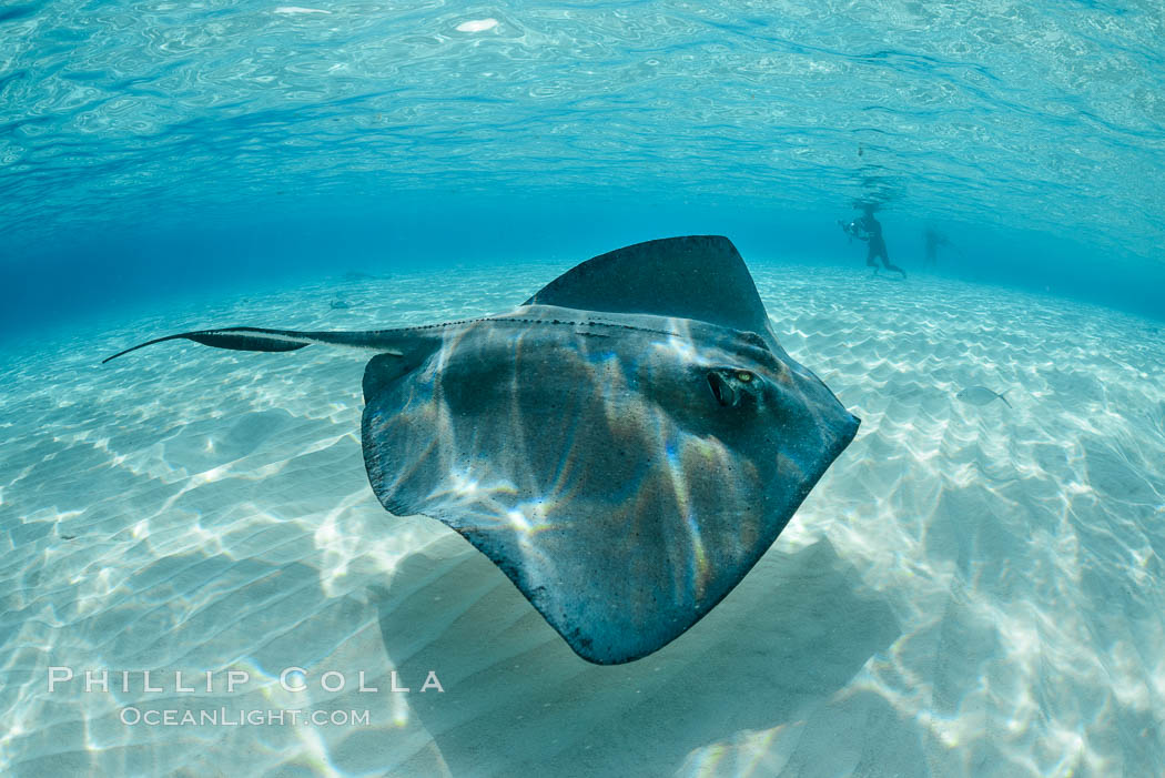 Southern Stingray, Stingray City, Grand Cayman Island. Cayman Islands, Dasyatis americana, natural history stock photograph, photo id 32098