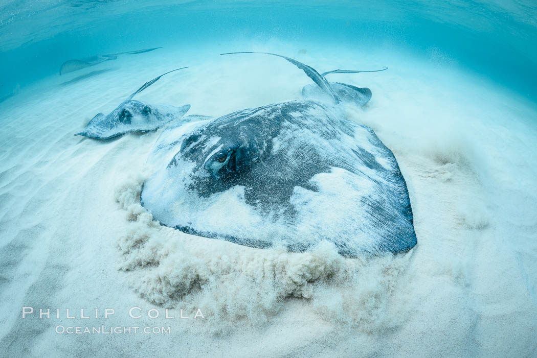 Southern Stingray, Stingray City, Grand Cayman Island. Cayman Islands, Dasyatis americana, natural history stock photograph, photo id 32166