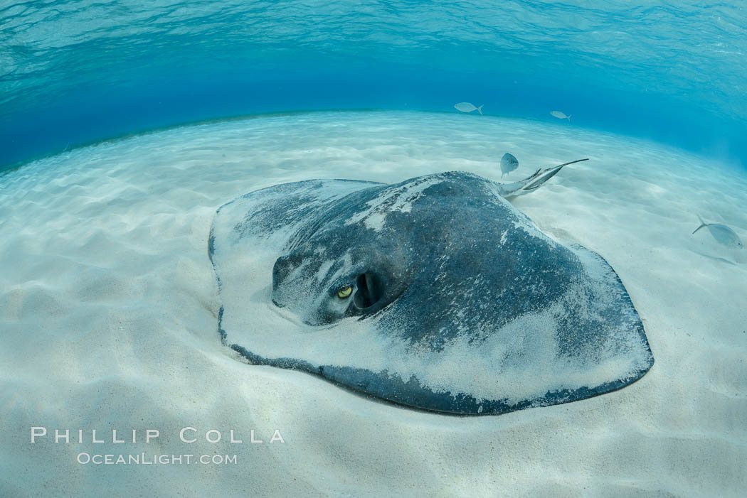 Southern Stingray, Stingray City, Grand Cayman Island. Cayman Islands, Dasyatis americana, natural history stock photograph, photo id 32222