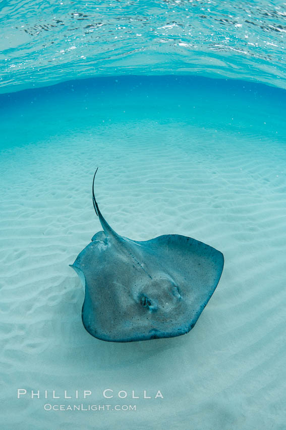 Southern Stingray, Stingray City, Grand Cayman Island. Cayman Islands, Dasyatis americana, natural history stock photograph, photo id 32226