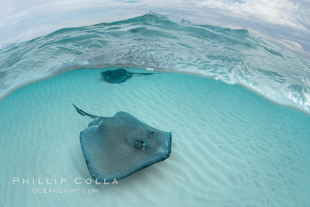 Southern Stingray, Stingray City, Grand Cayman Island. Cayman Islands, Dasyatis americana, natural history stock photograph, photo id 32230