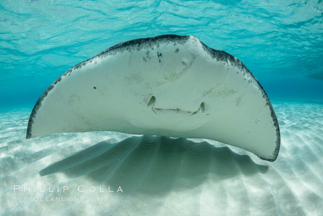 Southern Stingray, Stingray City, Grand Cayman Island. Cayman Islands, Dasyatis americana, natural history stock photograph, photo id 32068