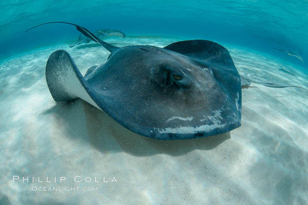 Southern Stingray, Stingray City, Grand Cayman Island. Cayman Islands, Dasyatis americana, natural history stock photograph, photo id 32072