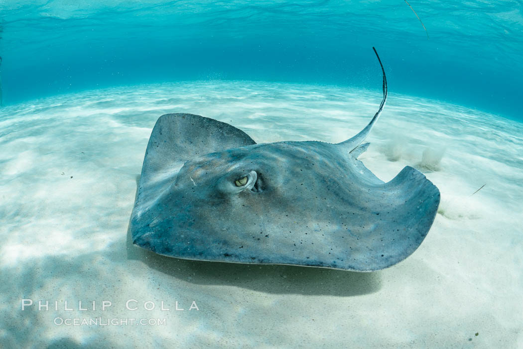 Southern Stingray, Stingray City, Grand Cayman Island. Cayman Islands, Dasyatis americana, natural history stock photograph, photo id 32080