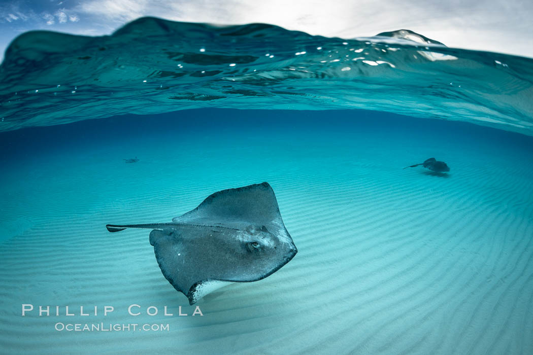 Southern Stingray, Stingray City, Grand Cayman Island. Cayman Islands, Dasyatis americana, natural history stock photograph, photo id 32084